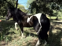 Konie (partia, płeć nieokreślona), American shetland pony — zdjęcie 1