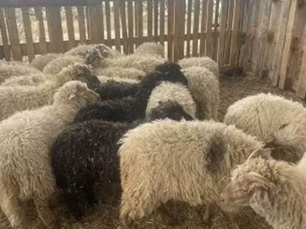 绵羊（批次，未指定性别）, Suffolk sheep