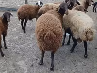 Carnero, Karakul sheep — foto 1