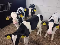 Byk, Russian Black pied cattle — zdjęcie 2