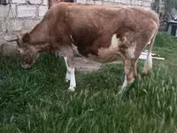 Vache, Zébu azerbaïdjanais — photo 8