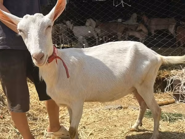 बकरी, Saanen goat