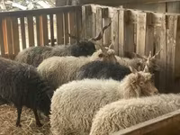 公羊, Racka sheep — 照片 4