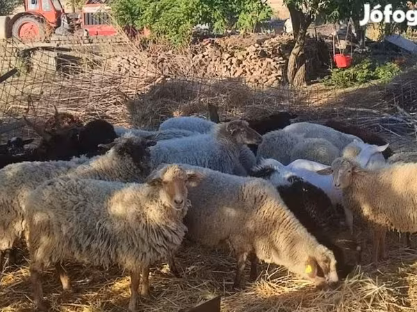 绵羊（批次，未指定性别）, Dorper sheep
