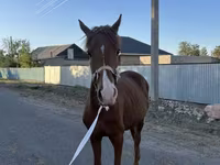 Caballo, Arabian horse — foto 4