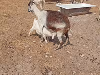 Chèvre, Toggenburg goat — photo 6