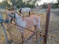 घोड़ा, Welsh Cob — फ़ोटो 2