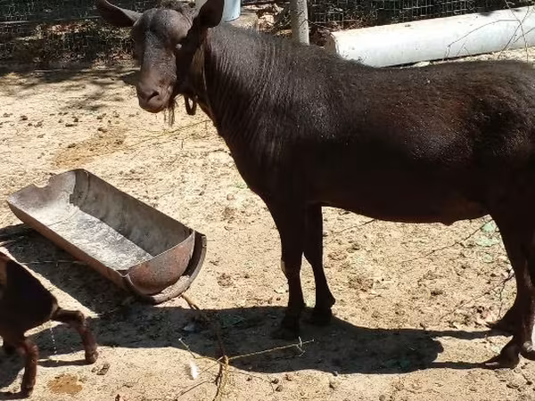 Boucs, Murcia-Granada goats