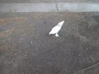 Bantam Japonesa — foto 5