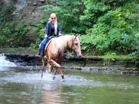 Cheval, Palomino — photo 7