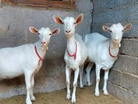 Koza, Saanen goat — foto 2