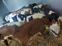 Taureau, Simmental cattle — photo 1