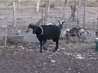 Кочкор, Шетланд койу — сүрөт 6