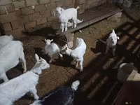 Chèvre, Saanen goat — photo 6