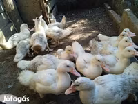 Ducks — 照片 2