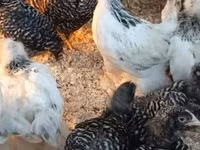 Brahma — foto 5