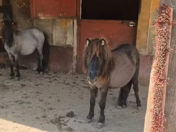 母马, Shetland Pony
