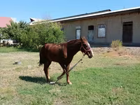 Cheval, Vladimir heavy draft — photo 2