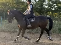 घोड़ा, Nonius horse — फ़ोटो 2