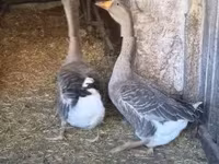 Geese — foto 3