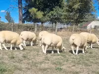 كبش, Texel sheep — الصورة 2
