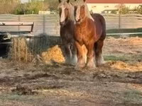 Caballo, Belgian Draught — foto 1