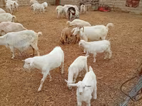 Chèvre, Saanen goat — photo 2