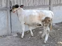 بقرة, البلجيكية الزرقاء — الصورة 3