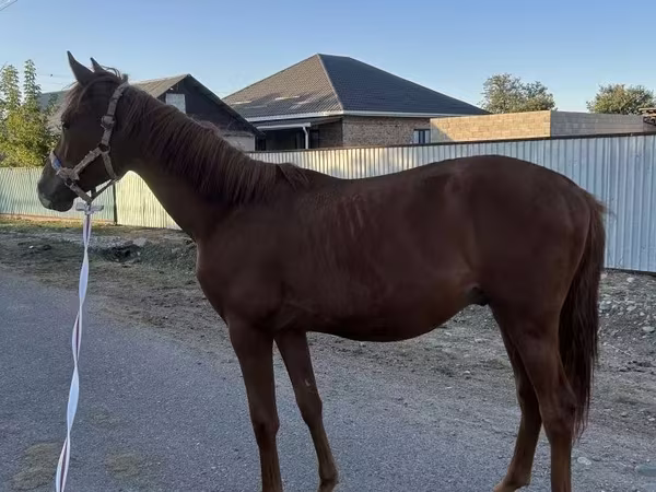 حصان, Arabian horse