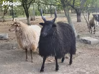 भेड़, Racka sheep — फ़ोटो 3