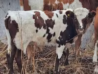 Byk, Simmental cattle — zdjęcie 1