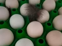 Ayam Cemani — foto 3