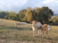 Vache, Charolais cattle — photo 3