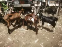 Cabra, Black Bengal goats — foto 1