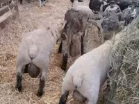 मेढ़ा, White Suffolk sheep — फ़ोटो 1