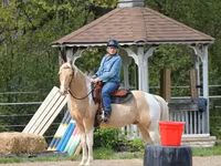 Kůň, American paint horse — foto 8