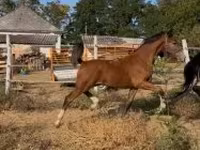 Kůň, Dutch warmblood horse — foto 4
