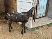 Koza, Kamori goats — zdjęcie 2