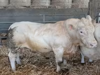 公牛, Charolais cattle — 照片 1