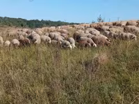 Schaf, Precoce sheep — Foto 1