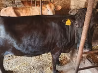 Kuh, Wilder Yak — Foto 4