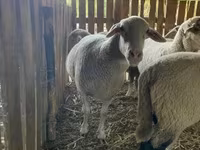 母羊, Merinoland sheep — 照片 2