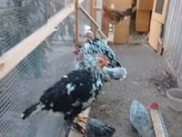 Danish hen — photo 6