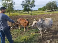 Bulle, Zebu — Foto 5
