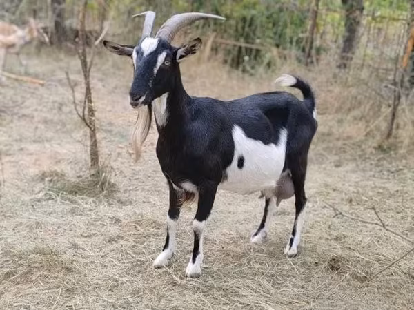 Goat, Toggenburg goat