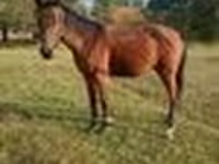 Caballo, Anglo-Arabian — foto 7