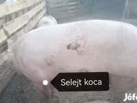 Sow, Пьетрен — photo 5