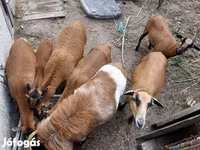 Beran, Cameroon sheep — foto 7