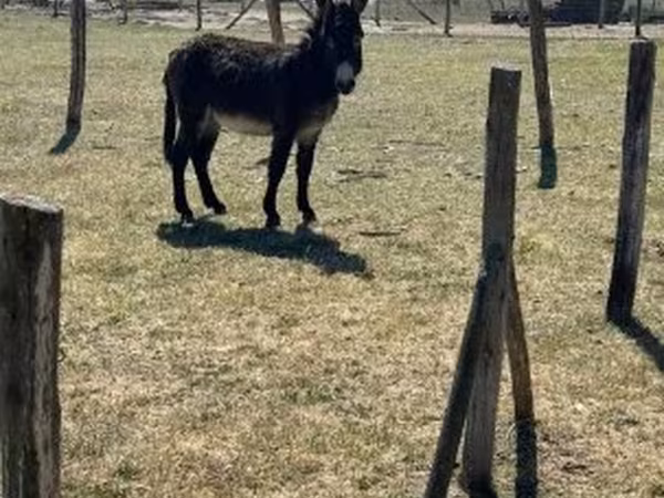 公马, Kerry Bog Pony