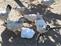 एडलर सिल्वर — फ़ोटो 2